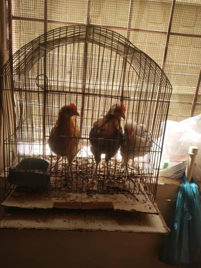 Desi Hen Chicks for Sale