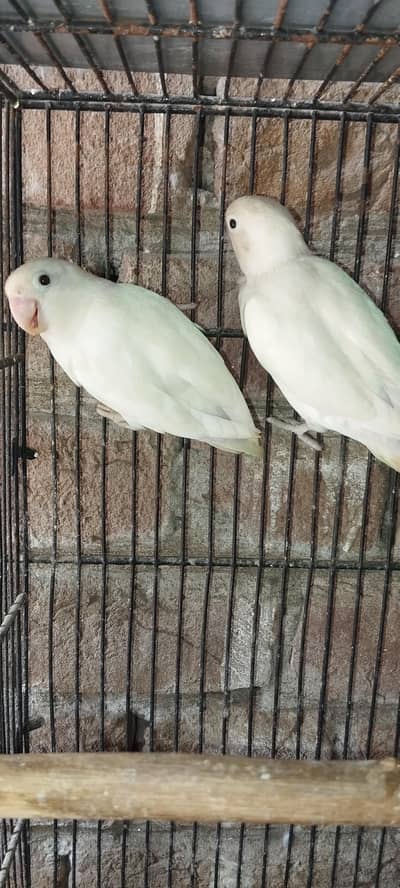 love bird mixed coloured