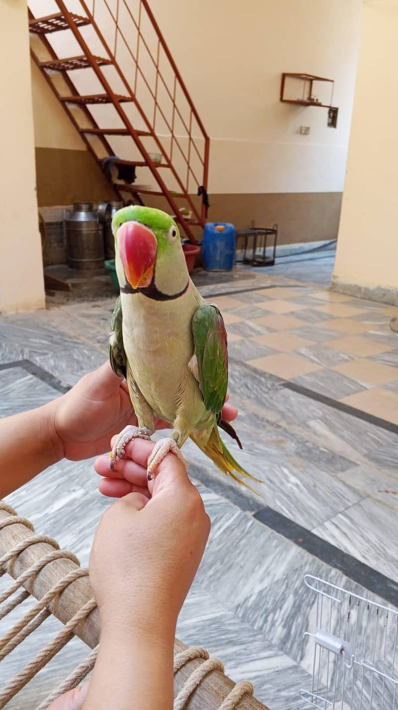 Parrot 0