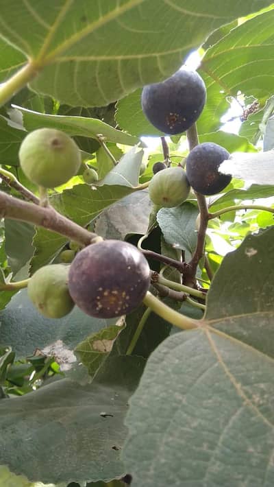 Fresh Black Sweet Anjeer for sale  1200 Per Kg 300 Per Pao