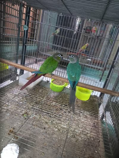 Blue turquoise/torqouise conure pair available/parrots