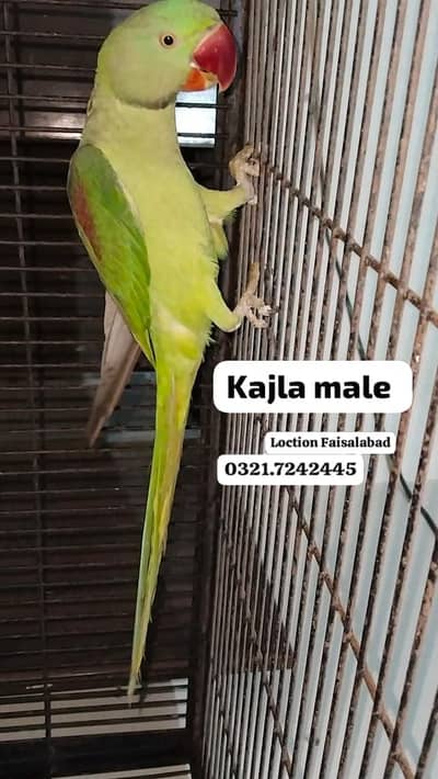 Kajla Raw male