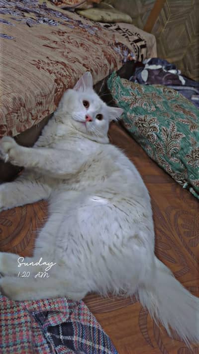 White Male Cat