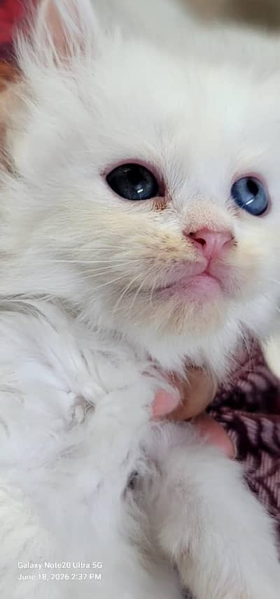 odd eyes
