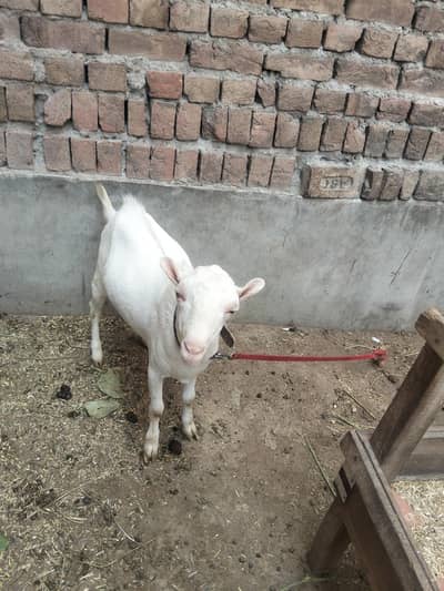 barabari pure for sale breeder