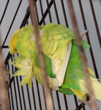 MAASHAALLAH ! SPANGLE HOGOROMO MALES LOOKING FOR NEW HOME