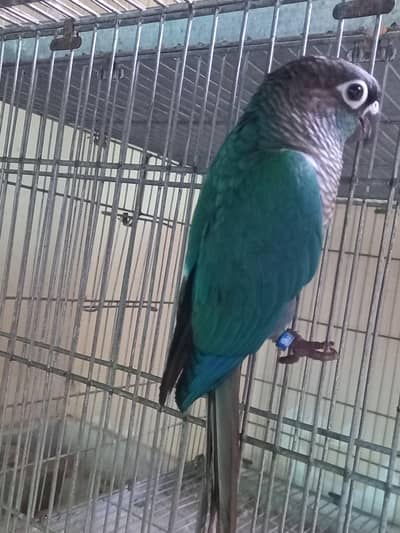 Blue turquoise conure pair available/parrots