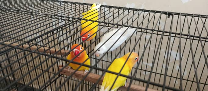 love birds