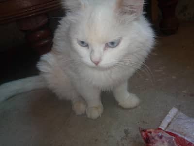RUSSIAN CAT DOUBLE COAT BLUE EYES