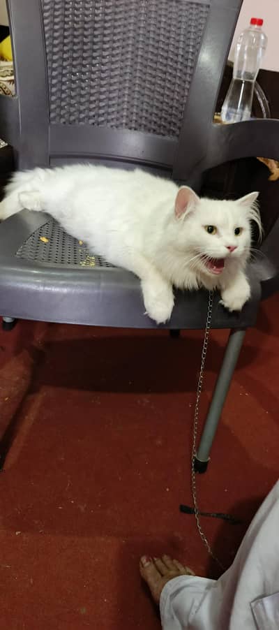 cat for sale