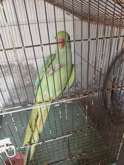 parrot chicks for sale health effective