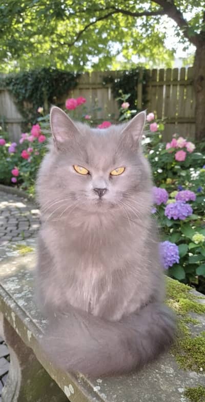A Beautiful Persian Female Cat Luna