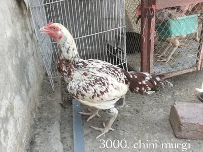 Aseel Hen
