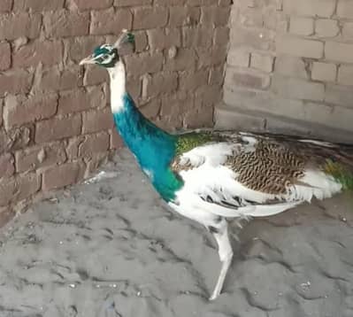 White Pied Peacock / Blue Shoulder مور برائے فروخت