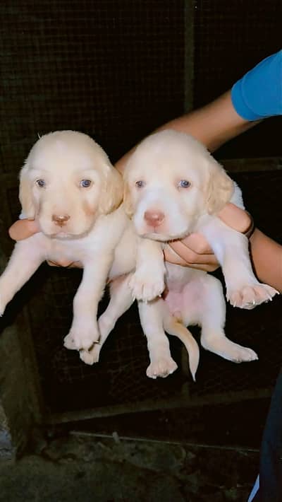 Labrador puppies Available for sale