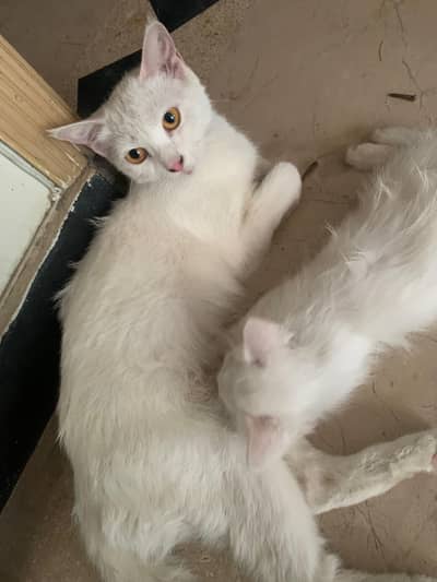 white persian cat with kitten for sale