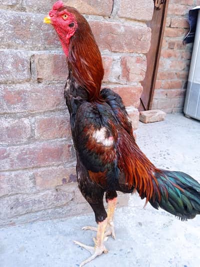 japnes shamo for sale