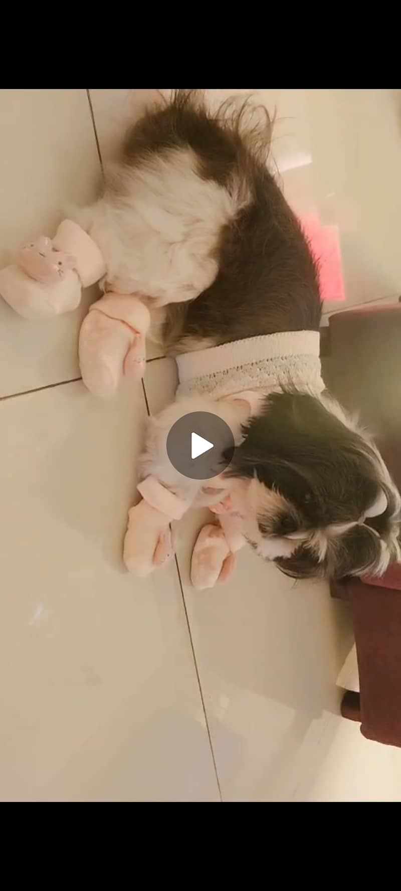 Shihtzu Female Pedi 1