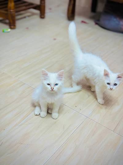 SO FRIENDLY KITTENS CONTACT 03337218381