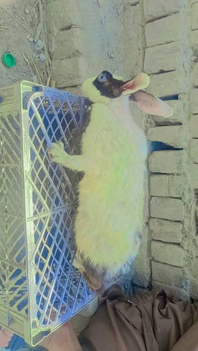 Healthy and cute female rabbit