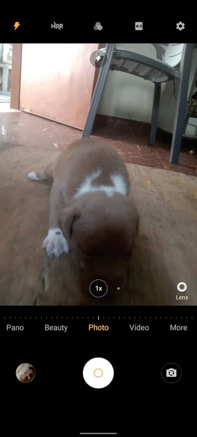 American bully puppies