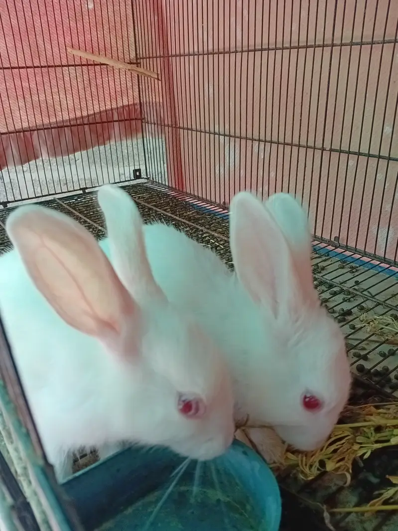 Rabbit red eye — photo 7
