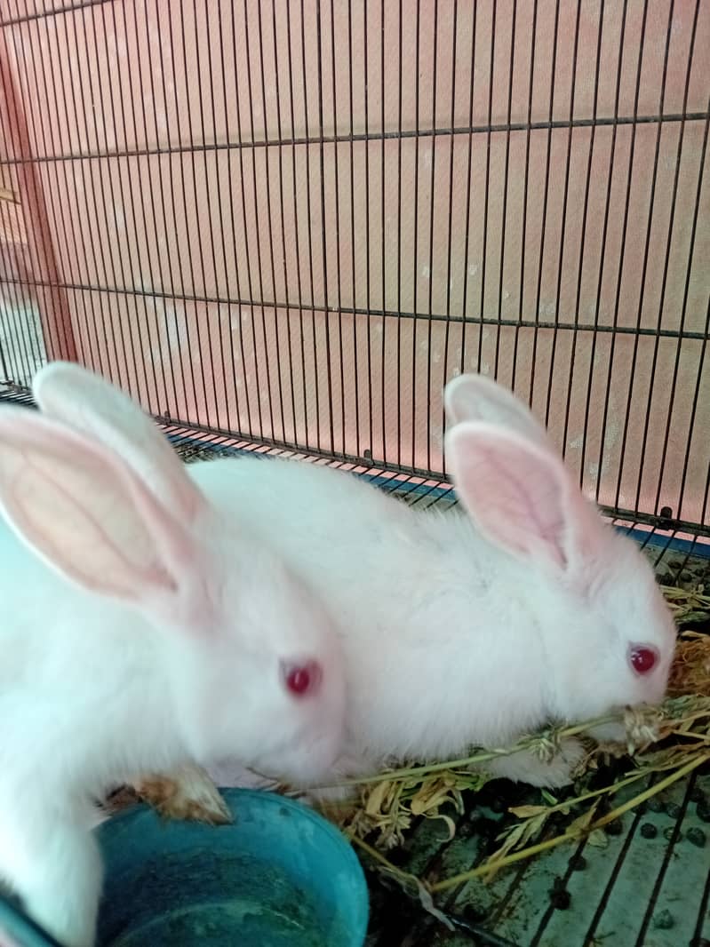 Rabbit red eye 7