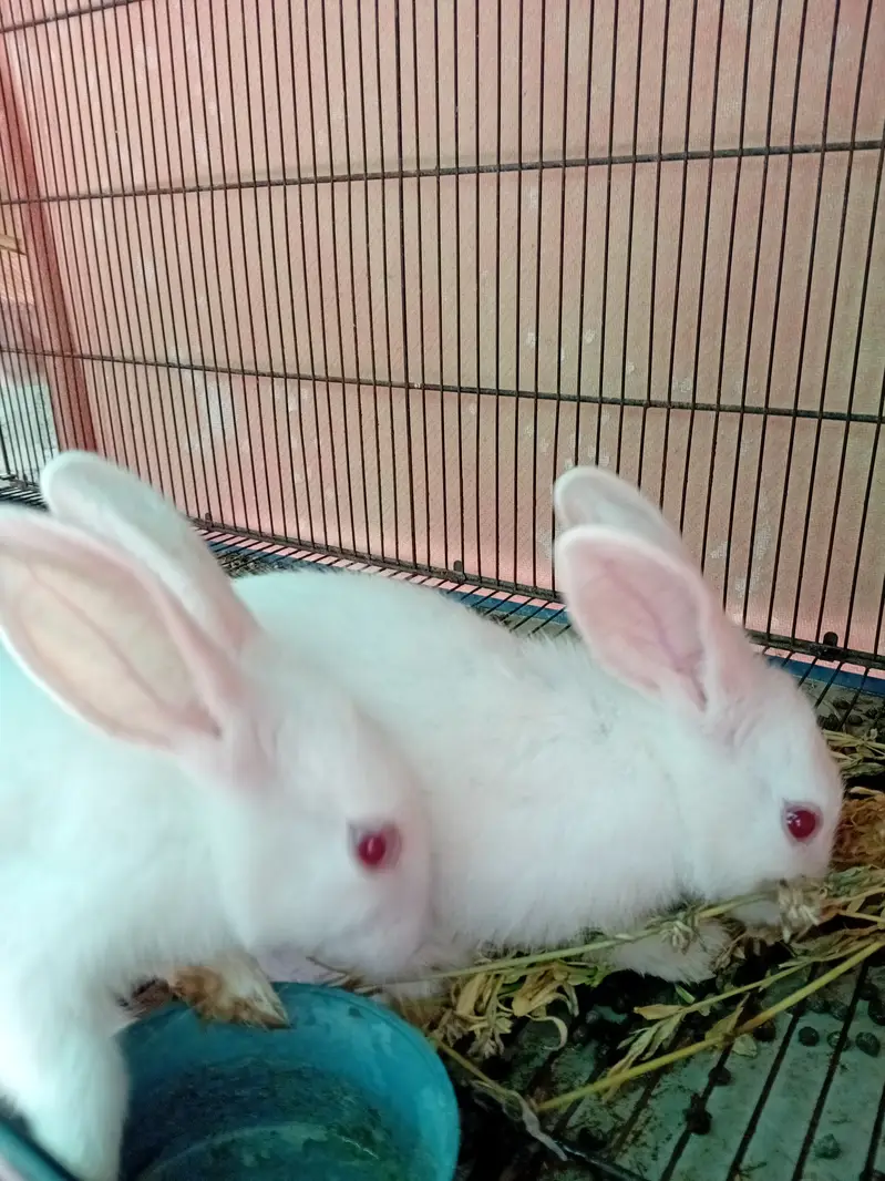 Rabbit red eye — photo 8