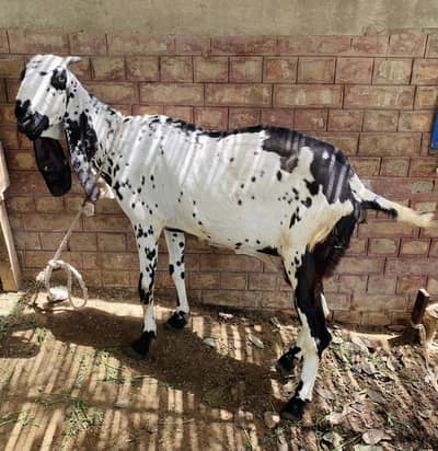 Khobsurat beetal Bakri for Sale