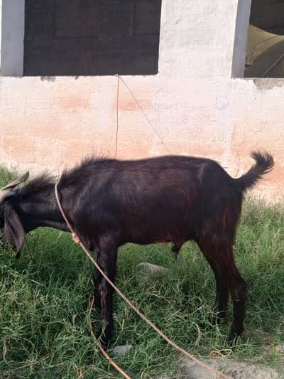 bakara for sell