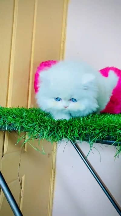 Persian cat available my WhatsApp 0325. . 7592. . 167