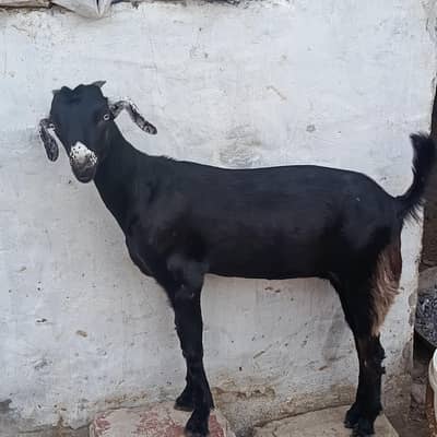 tady goat