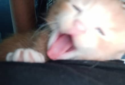 cute cat