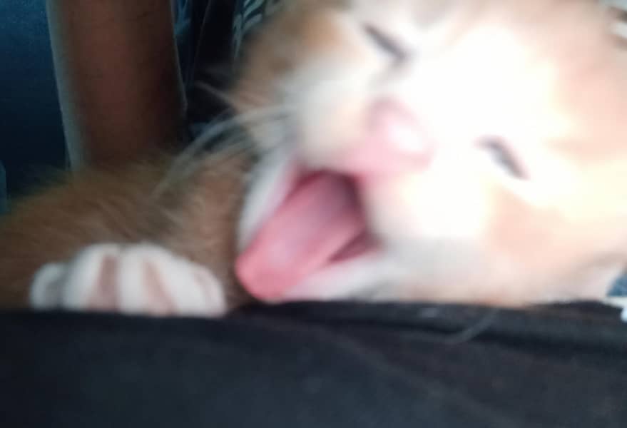 cute cat 0