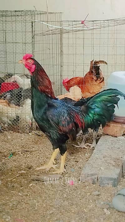 Aseel Breeder