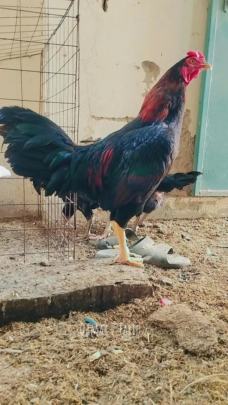 Aseel Breeder — photo 7