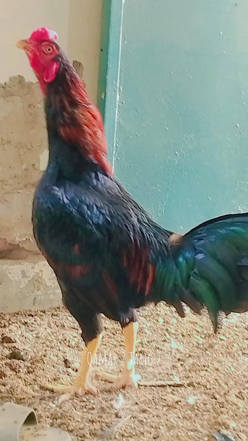 Aseel Breeder — photo 8