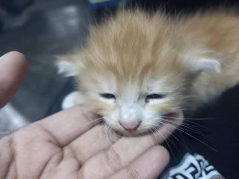 cute cat 1