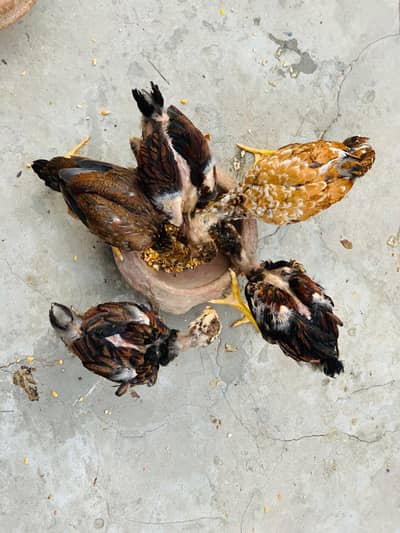Aseel Amroha chicks for sale