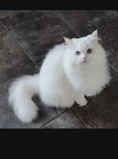 Persian cat for sale my WhatsApp number 0322-97-21-876