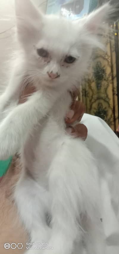Triple coated Pair Persian kittens