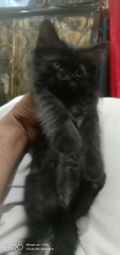 Triple coated Pair Persian kittens