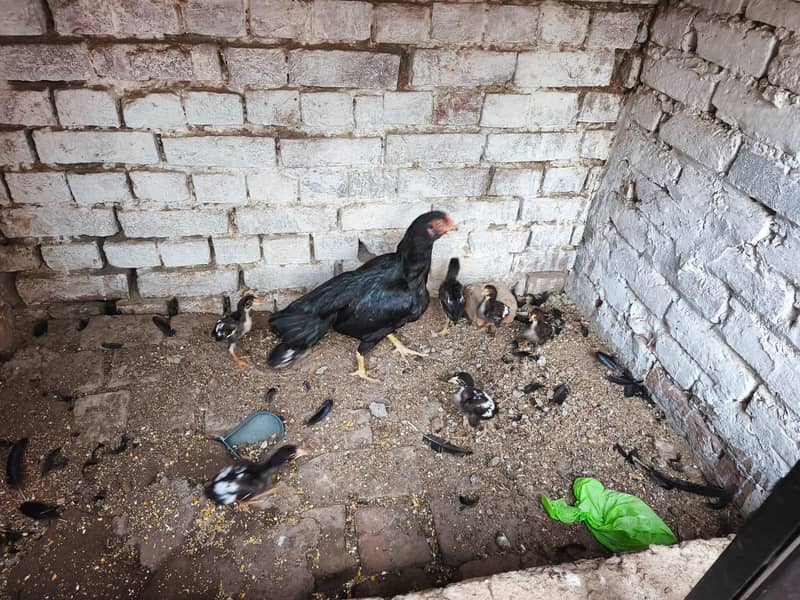 ،اصیل مرغے اور مرغیاں 3