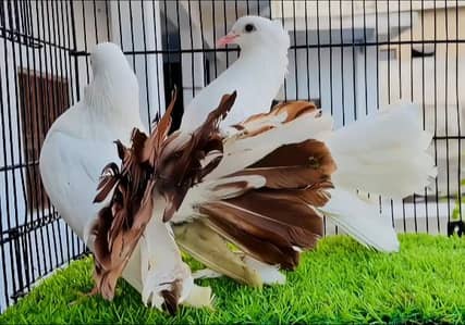 red tail lakka male and big Pamoz white female . . pair for sale