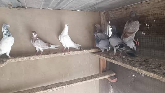 kabooter, pegion, pigeon