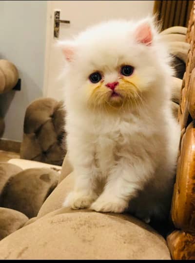  Peke Face Persian Kitten Available at a Very Affordable Price