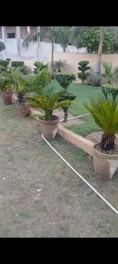 Kangi Palm