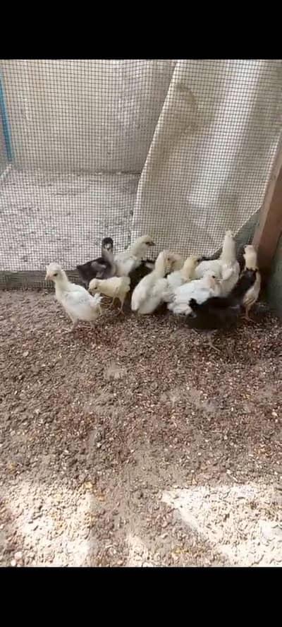 Fancy Chiks for sale