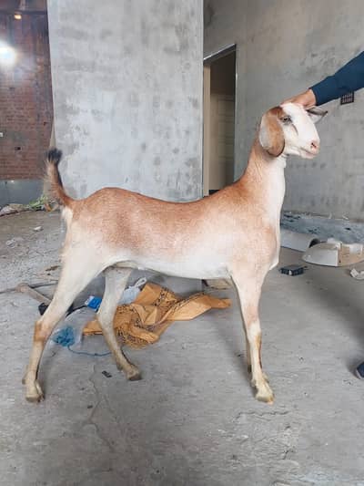 Goats | Bkri | Feamle Goat | Tedy Bakri | Goat/Bkri For Sale