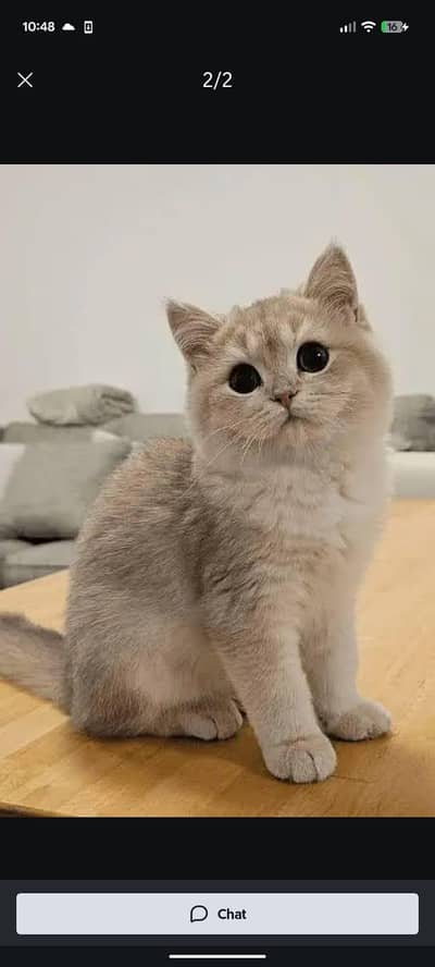 Persian kittens